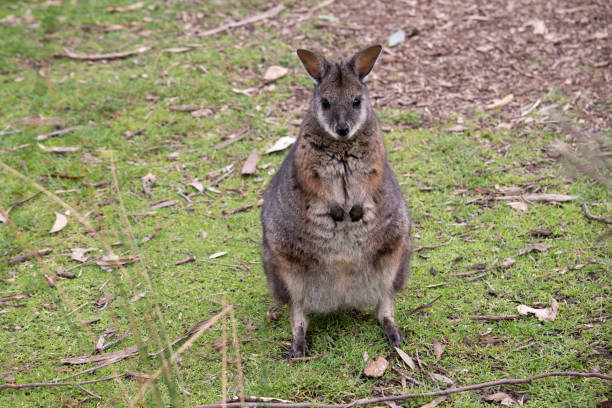 istock the tammar wallaby is standing on its hind legs 1858197815