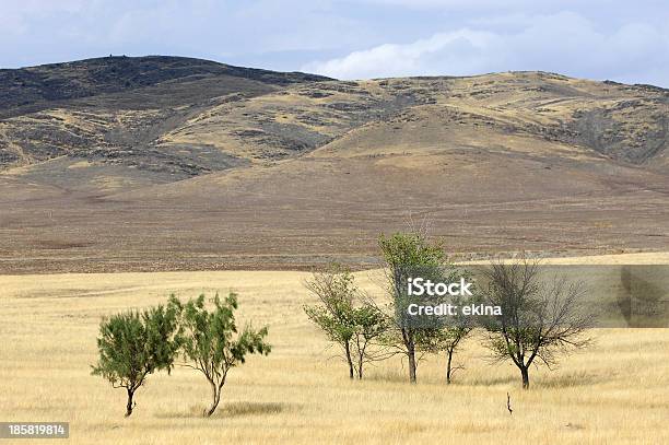 Im Sommer Stockfoto und mehr Bilder von Alpine - Utah - Alpine - Utah, Baum, Bedeckter Himmel