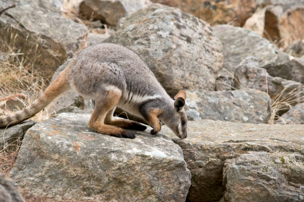 istock this is a side view of a yellow footed rock wallaby 1858201981