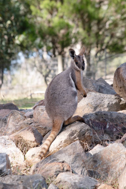 istock this is a side view of a yellow footed rock wallaby 1858207118
