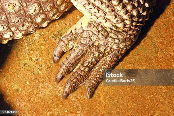 Photo libre de droit de Crocodile De Jambe banque d'images et plus d'images libres de droit de Animaux à l'état sauvage - Animaux à l'état sauvage, Crocodile, Crocodile du Nil