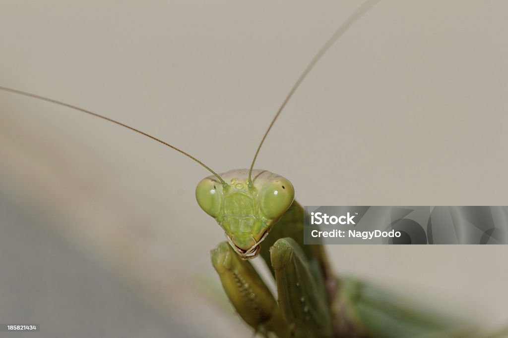 Gottesanbeterin auf der Etage - Lizenzfrei Biologie Stock-Foto