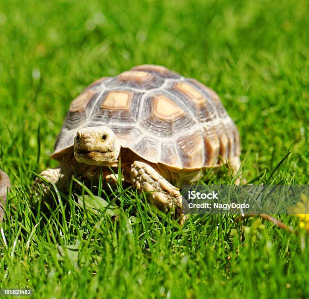 African Spurred Tortoise Stock Photo - Download Image Now - Agricultural Field, Animal, Animal Body Part