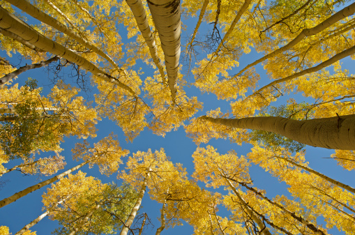 A wide-angle view looking at the tops of golden Aspen trees under a blue autumn sky
