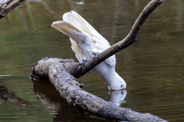 istock Sulphur-crested Cockatoo drinking 1858225079