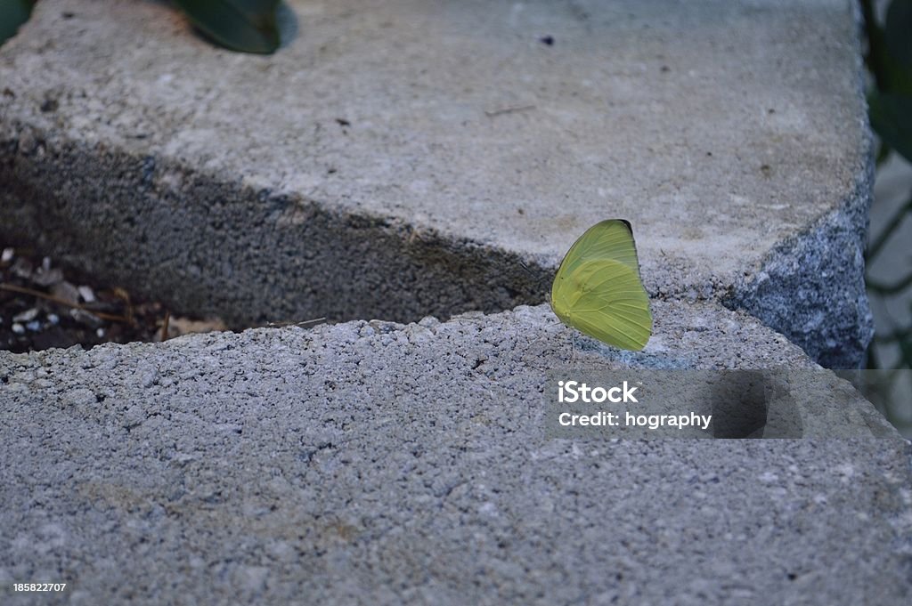 - verde no piso de pedra - Foto de stock de Adulto royalty-free