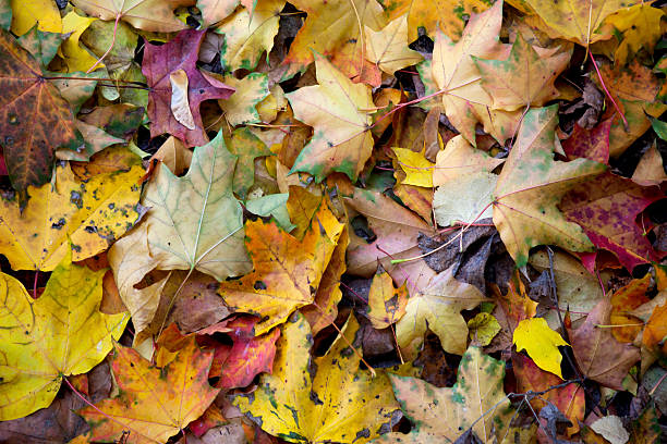 istock Carpet autumn leaves 185822773