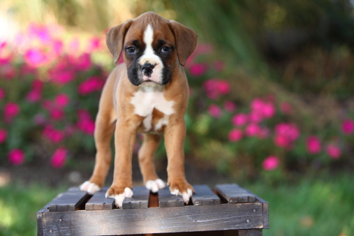 An adorable Boxer puppy with beautiful markings stands on a rustic wooden crate in sunlit garden.