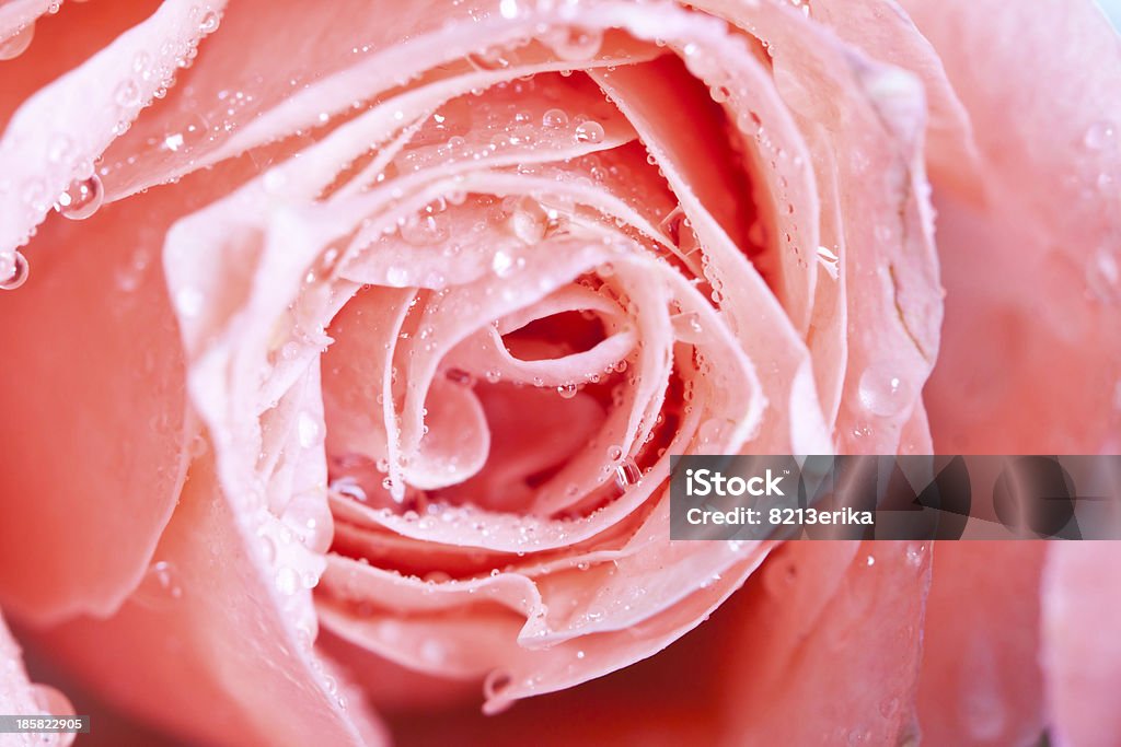 Lindas rosas cor-de-rosa - Foto de stock de Amor royalty-free