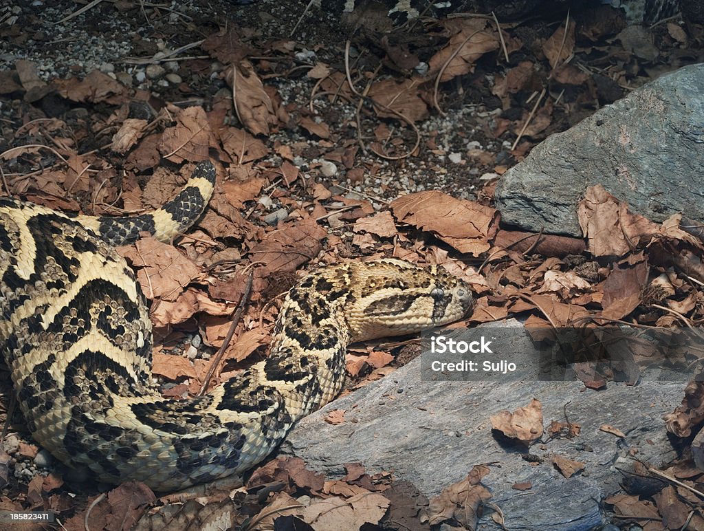 African víbora sopladora - Foto de stock de Animal libre de derechos