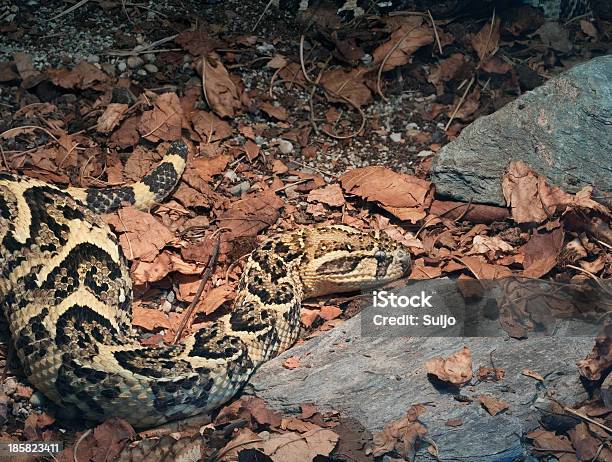 African Víbora Sopladora Foto de stock y más banco de imágenes de Animal - Animal, Animal vertebrado, Animales cazando