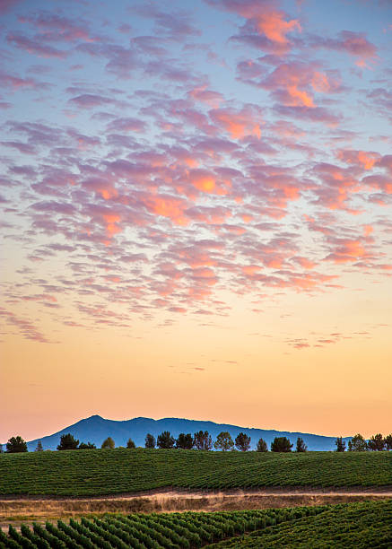 ハーヴェストの夕日のブドウ園 - vineyard sonoma valley napa valley california ストックフォトと画像