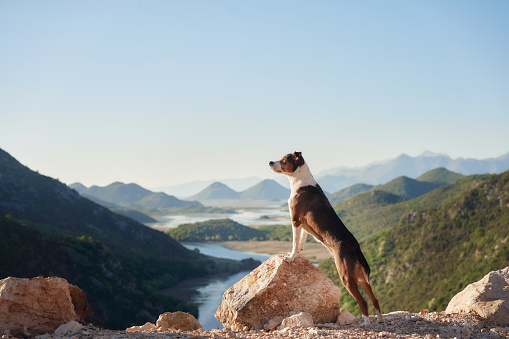 the dog stands on a peak and looks down at the river. Mix of rocks in nature, near the water in the mountains. Adventure with a pet