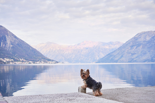 dog on the embankment against the backdrop of the blue mountains. Cute and little Yorkshire terrier in nature near the water on sunrise.