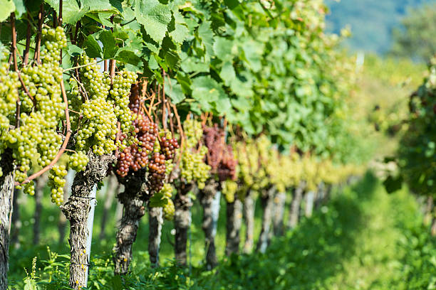 istock White Grapes in the Vineyard 185823858