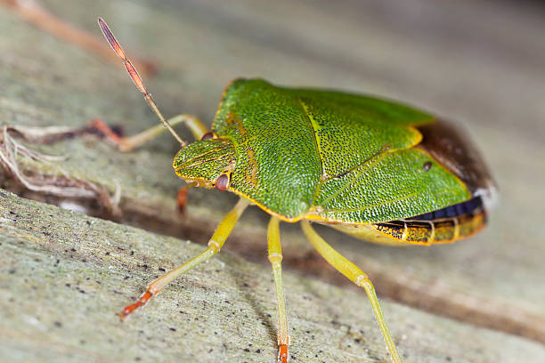 istock Shield bug on wood, extreme close up with high magnification 185823986