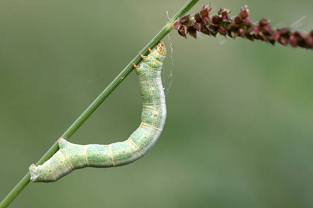 istock geometrid - a kind of insects 185824064