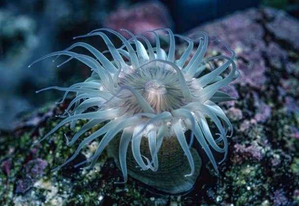 istock The aggregating anemone, Anthopleura elegantissima, or clonal anemone, is the most abundant species of sea anemone found on rocky Pacific coast of North America. This cnidarian hosts endosymbiotic algae called zooxanthellae.  Salt Point State Park, Califo 1858242511