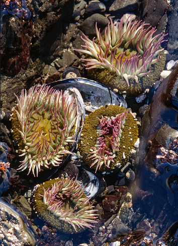 The aggregating anemone, Anthopleura elegantissima, or clonal anemone, is the most abundant species of sea anemone found on rocky Pacific coast of North America. This cnidarian hosts endosymbiotic algae called zooxanthellae.  Salt Point State Park, California.