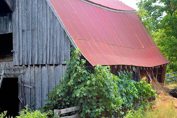 istock Hay is spilling from the barn 185824311