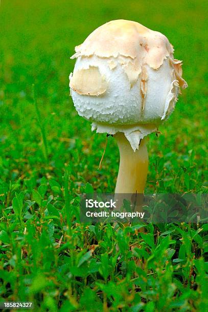 Zartes Knopf Stockfoto und mehr Bilder von Beige - Beige, Entstehung, Fotografie