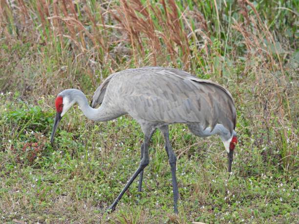 istock Sandhill Cranes (Grus Canadensis) - foraging in a field 1858244065