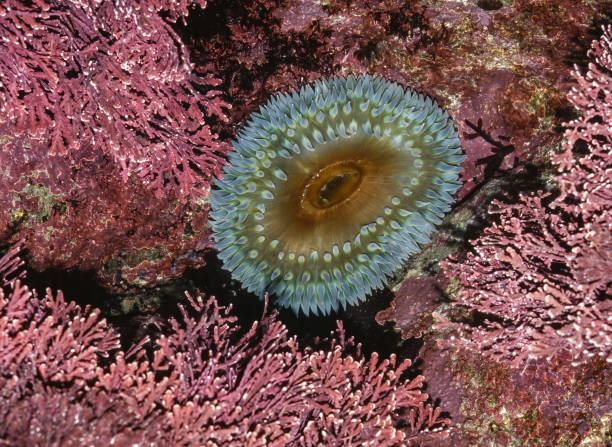 Anthopleura xanthogrammica, or the giant green anemone, is a species of intertidal sea anemone of the family Actiniidae. Other names for this anemone include green surf anemone, giant green sea anemone, green anemone, giant tidepool anemone, anemone, and rough anemone. Salt Point State Park, California. anthopleura xanthogrammica es una especie de anémona de mar intermareal de la familia actiniidae. otros nombres para esta anémona incluyen anémona verde de surf, anémona verde gigante de mar, anémona verde, anémona gigante de marea, anémona y