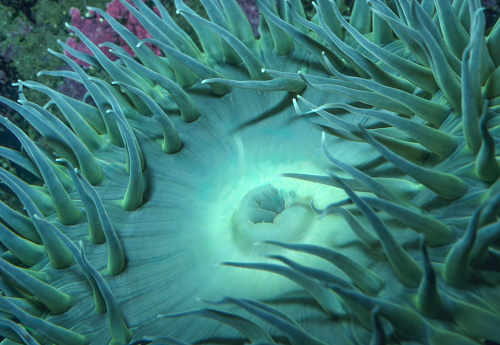 Anthopleura xanthogrammica, or the giant green anemone, is a species of intertidal sea anemone of the family Actiniidae. Other  names for this anemone include green surf anemone, giant green sea anemone, green anemone, giant tidepool anemone, anemone, and rough anemone.  Salt Point State Park, California.