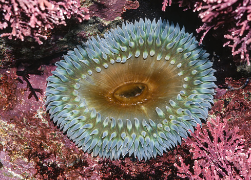 Anthopleura xanthogrammica, or the giant green anemone, is a species of intertidal sea anemone of the family Actiniidae. Other  names for this anemone include green surf anemone, giant green sea anemone, green anemone, giant tidepool anemone, anemone, and rough anemone.  Salt Point State Park, California.