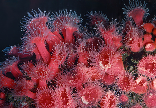 Strawberry anemone,  Corynactis californica is a brightly colored colonial anthozoan corallimorph. Club-tipped anemone and strawberry corallimorpharian.  Monterey Bay, California.