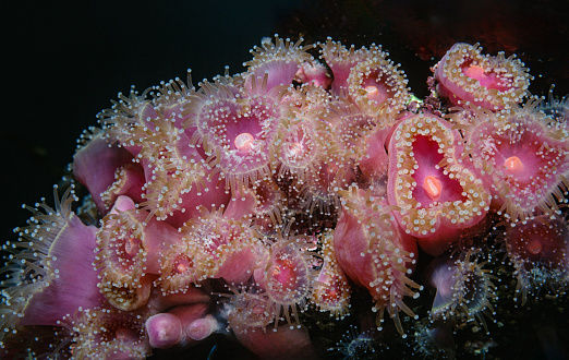 Strawberry anemone,  Corynactis californica is a brightly colored colonial anthozoan corallimorph. Club-tipped anemone and strawberry corallimorpharian.  Monterey Bay, California.