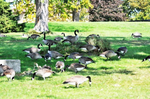Flock Canada geese, beautiful geese portrait in the park
