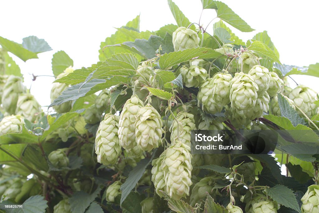 Humulus lupulus - Foto de stock de Agricultura libre de derechos