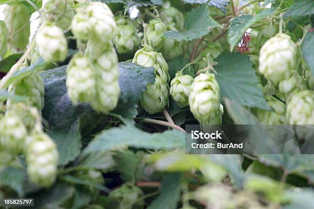 Humulus Lupulus - zdjęcia stockowe i więcej obrazów Biały - Biały, Bliskie zbliżenie, Botanika