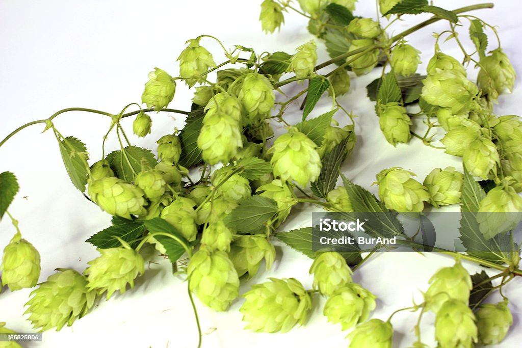 Humulus lupulus - Zbiór zdjęć royalty-free (Biały)