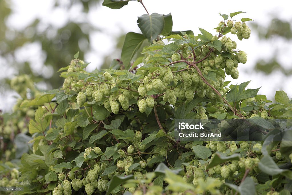 Humulus lupulus climbing plant Humulus as element of the preparation drink Agricultural Field Stock Photo