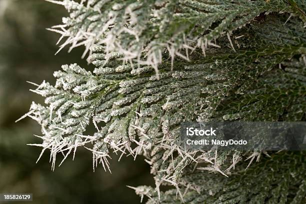 Hoarfrost Su Thuja Ramoscello - Fotografie stock e altre immagini di Acqua - Acqua, Albero, Albero sempreverde