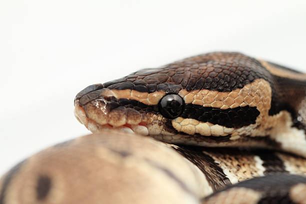 240+ Snake Constricting Photos Stock Photos, Pictures & Royalty-Free ...