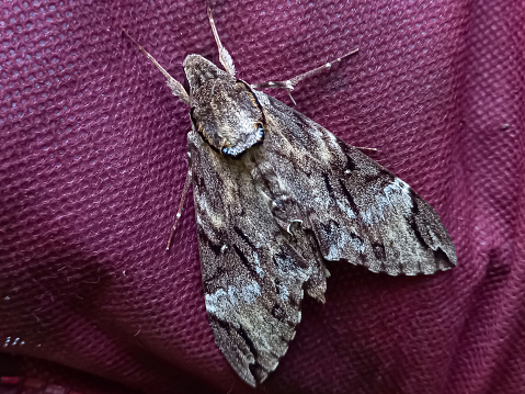 Agrius cingulata, the pink-spotted hawkmoth or sweetpotato hornworm, is a moth in the family Sphingidae.