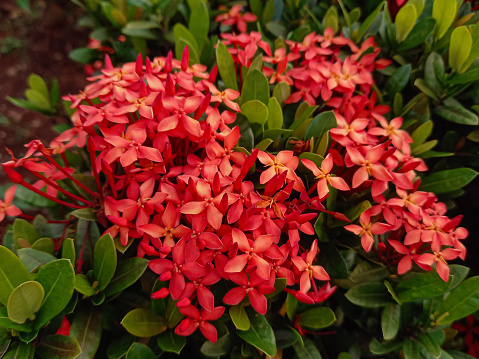 Soka (Ixora coccinea L.) is an ornamental plant that has a shrub trunk with many branches.