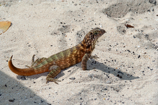 This image captures a curly-tailed lizard basking on a sun-drenched beach. The lizard, with its distinctive curled tail and textured skin, is seen against the contrast of fine sand and possibly scattered beach vegetation. Its presence adds a touch of wild, natural beauty to the idyllic beach setting. The photograph aims to showcase the lizard in its natural habitat, highlighting the intriguing details of its appearance and its behavior in the warmth of the beach environment.