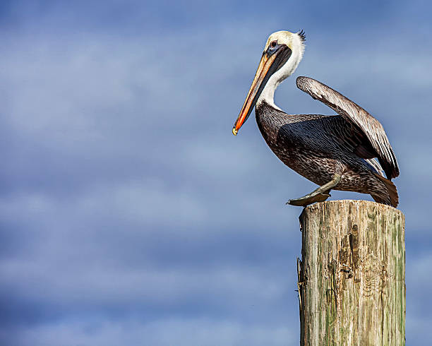 Brown Pelican Ready for Launch A Brown Pelican ready to take take flight pelican stock pictures, royalty-free photos & images