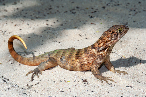 This image captures a curly-tailed lizard basking on a sun-drenched beach. The lizard, with its distinctive curled tail and textured skin, is seen against the contrast of fine sand and possibly scattered beach vegetation. Its presence adds a touch of wild, natural beauty to the idyllic beach setting. The photograph aims to showcase the lizard in its natural habitat, highlighting the intriguing details of its appearance and its behavior in the warmth of the beach environment.