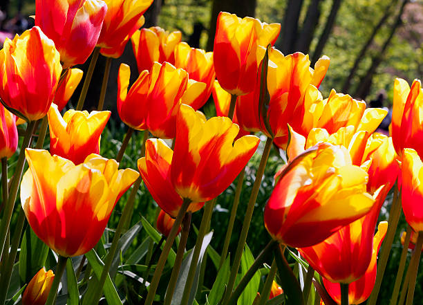 istock Tulips in Keukenhof 185826793