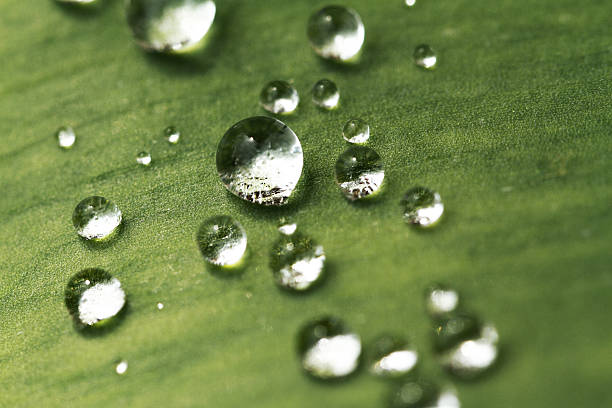 istock Green leaf with drops of water 185826937