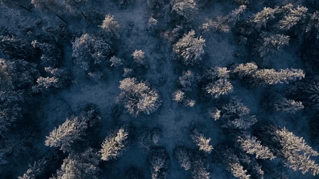 Bird’s Eye View Of Coniferous Snow Covered Forest In Indre Fosen, Norway - Drone Shot
