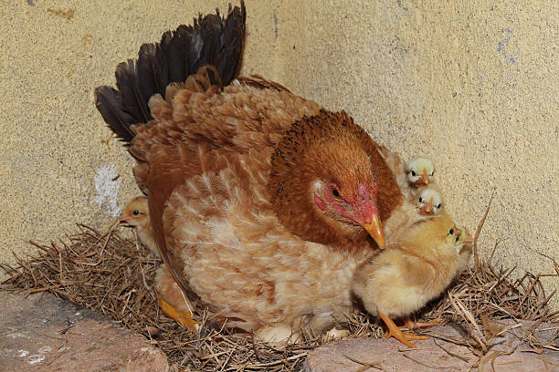 istock Chicken with her ​​chicks in the nest 185827704
