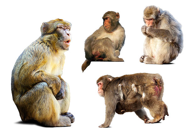 istock Set of few  macaques  over white background 185828282