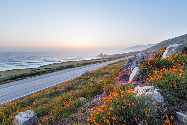 дикие цветы, big sur, калифорния - coastline big sur usa the americas стоковые фото и изображения