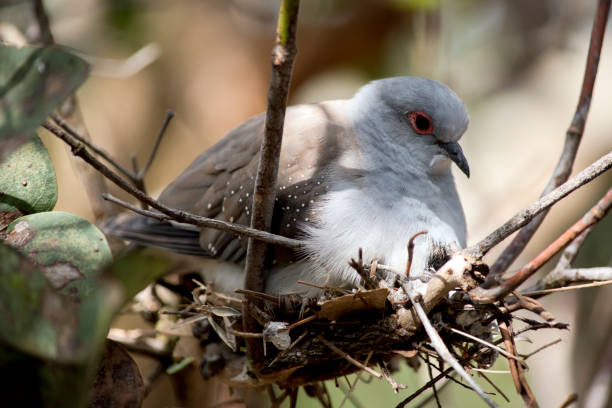 istock the diamond dove is sitting on a nest 1858302451